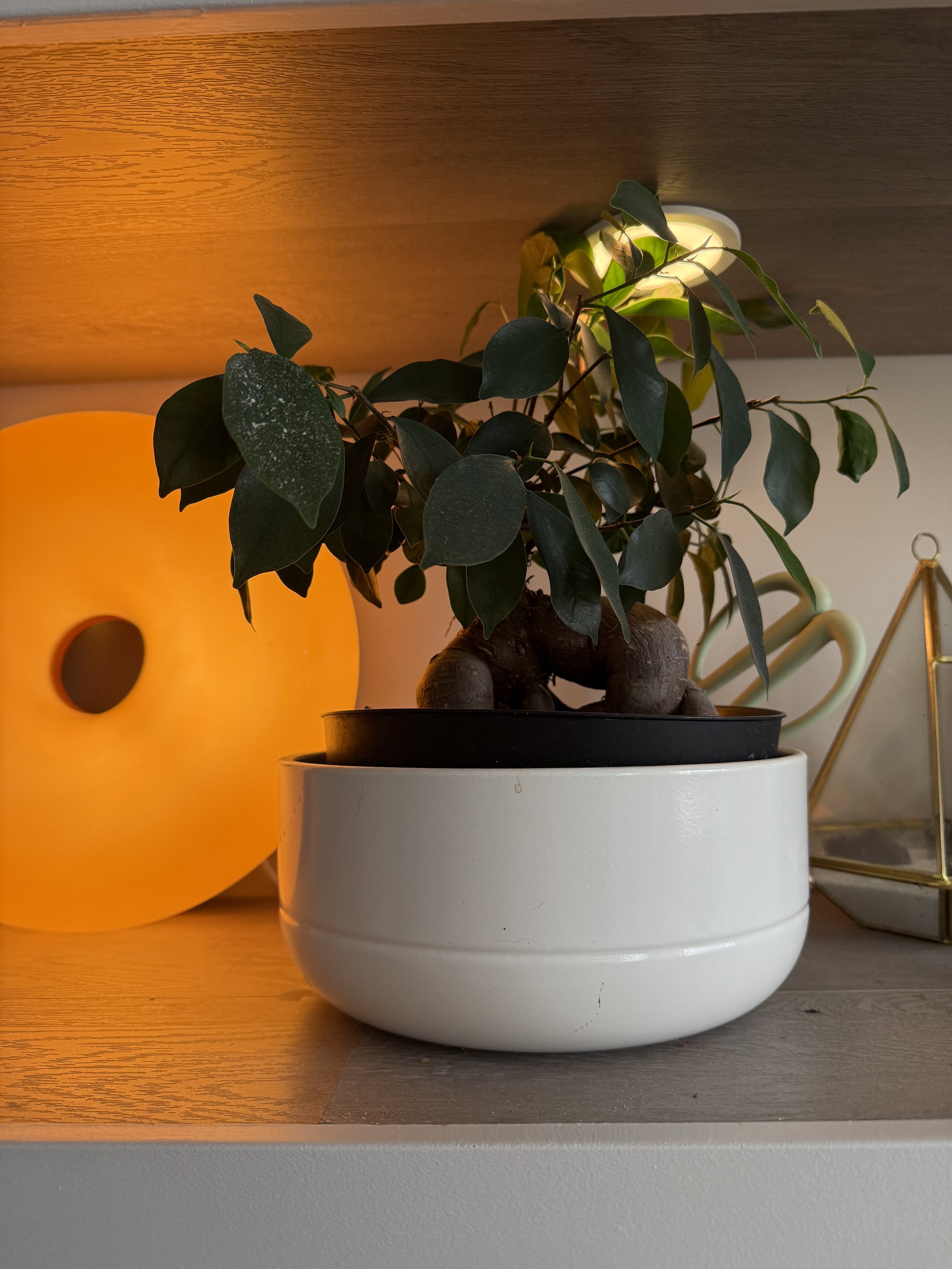 A potted plant with dark green leaves and a brown, bulbous base sits on a wooden surface. Behind it, a modern round light fixture emits warm yellow light. To the left, an orange decorative object with circular cutouts is partially visible, and to the right, a pair of gold-colored scissors rests on the surface.