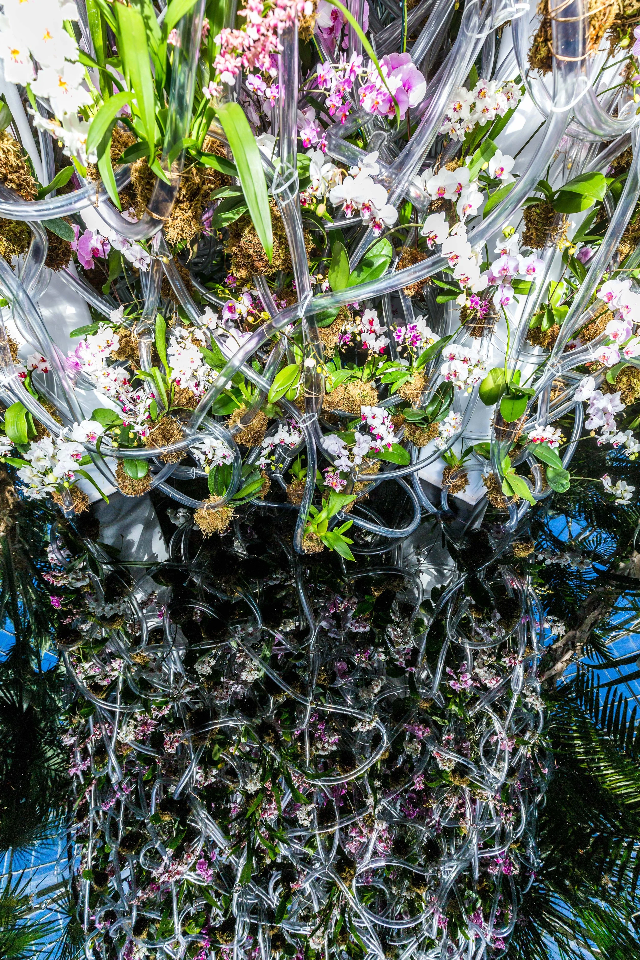 NYBG_The_Orchid_Show_2018_1.jpg
