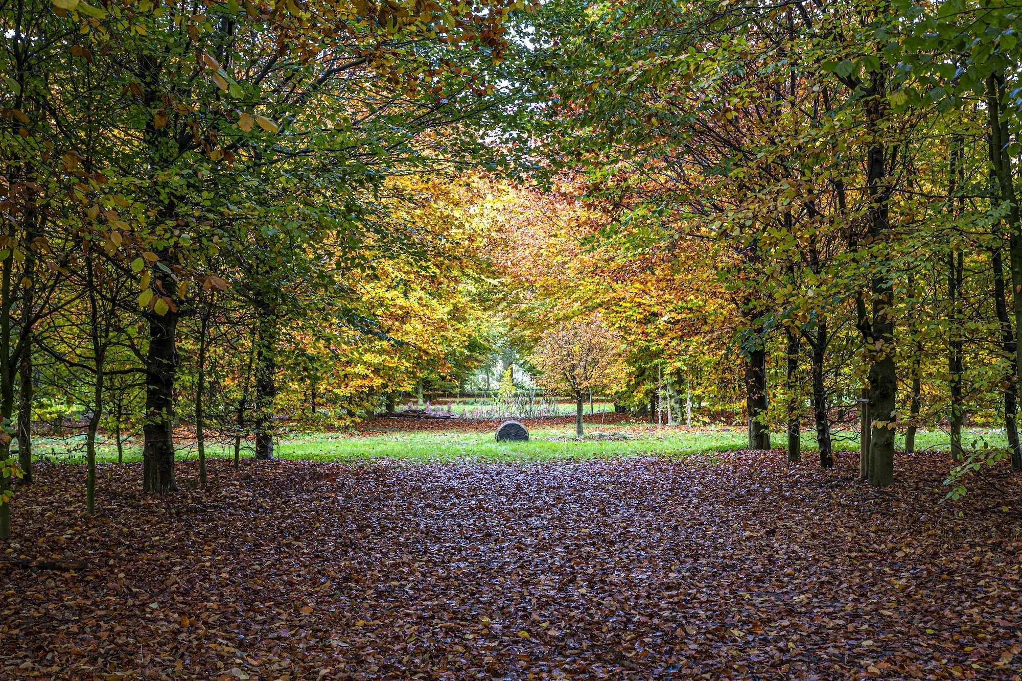 Autumn woodland garden path – Vibrant fall colors with golden and red foliage framing a natural garden pathway covered in fallen leaves.