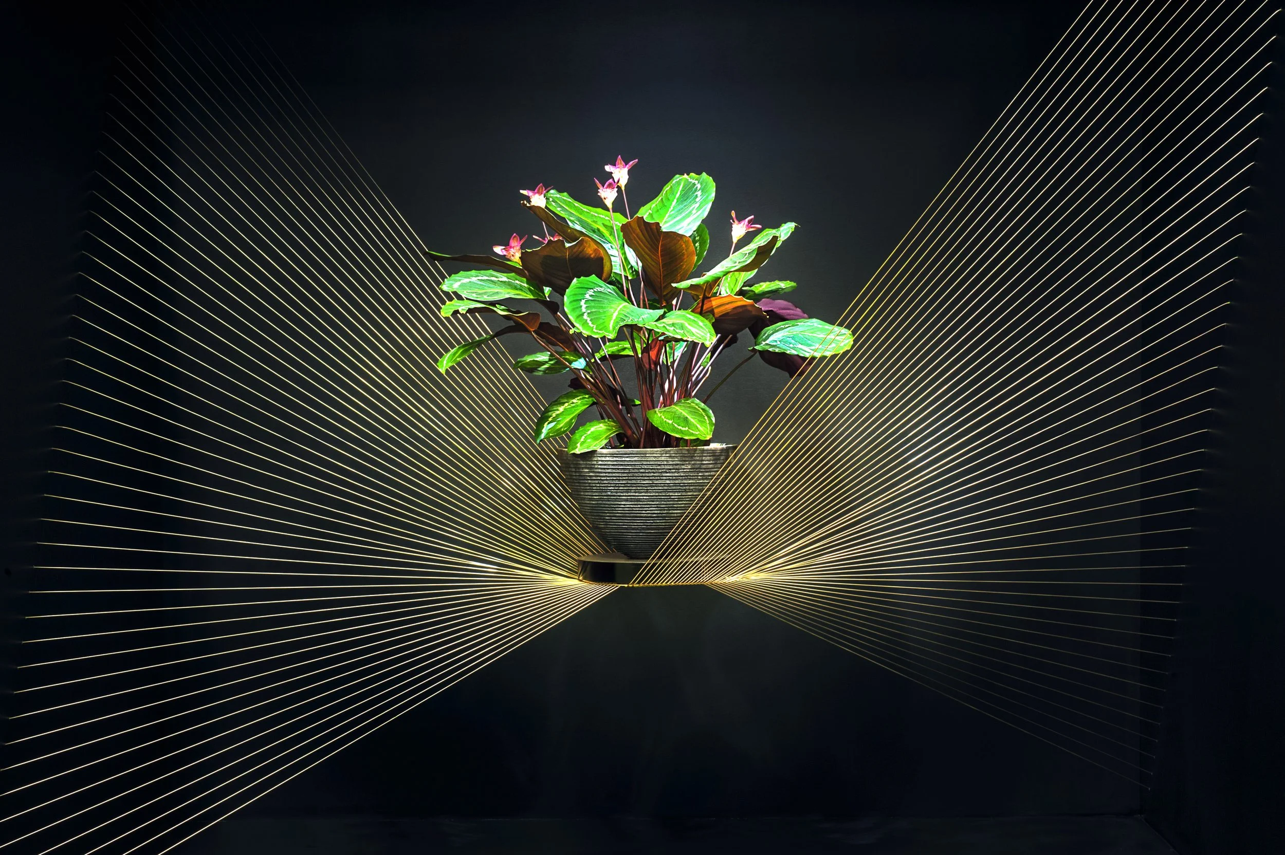 Contemporary plant installation with Calathea and pink flowers in a ceramic pot, framed by golden string rays against a black backdrop.