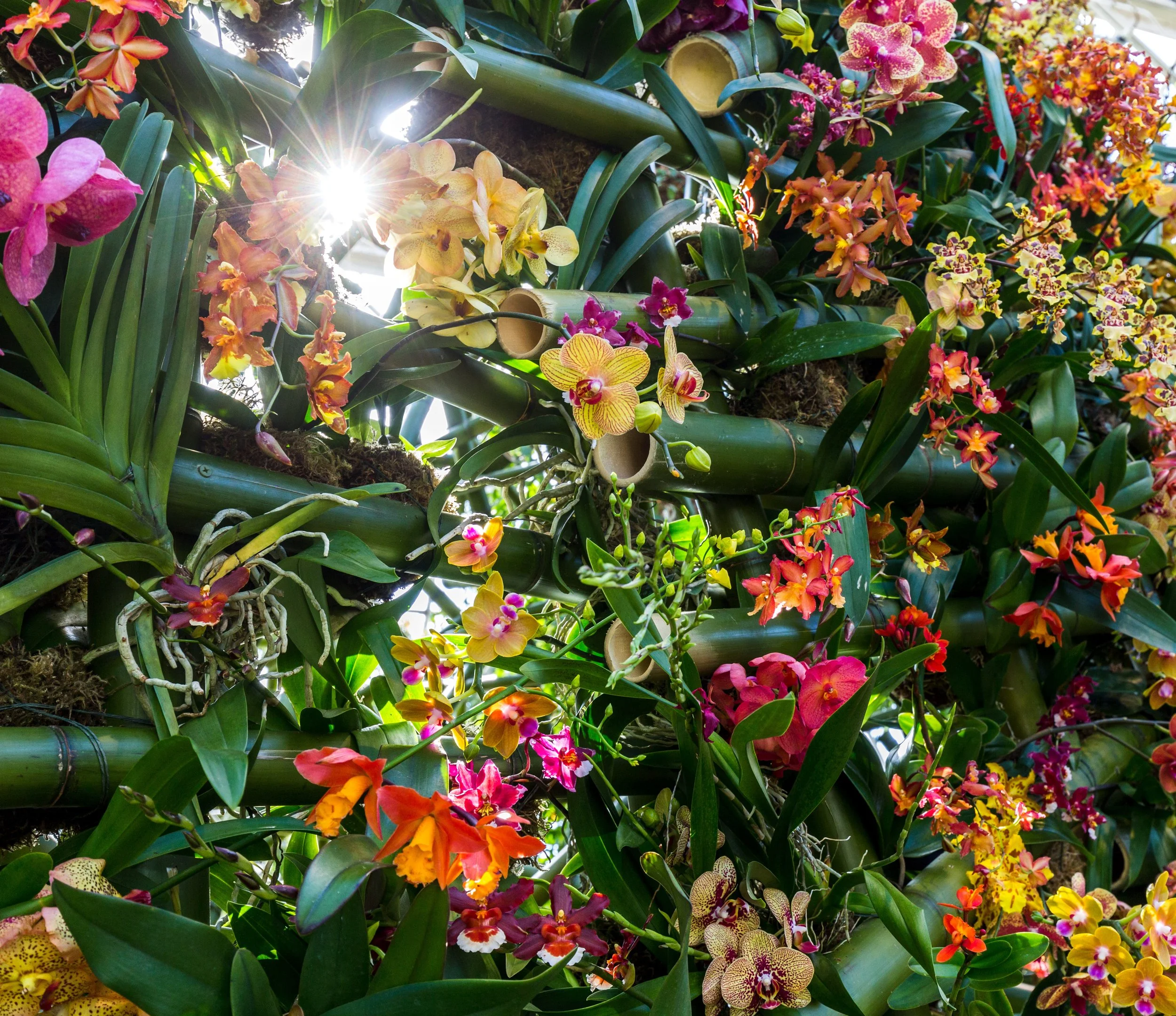 NYBG_The_Orchid_Show_2018_3.jpg