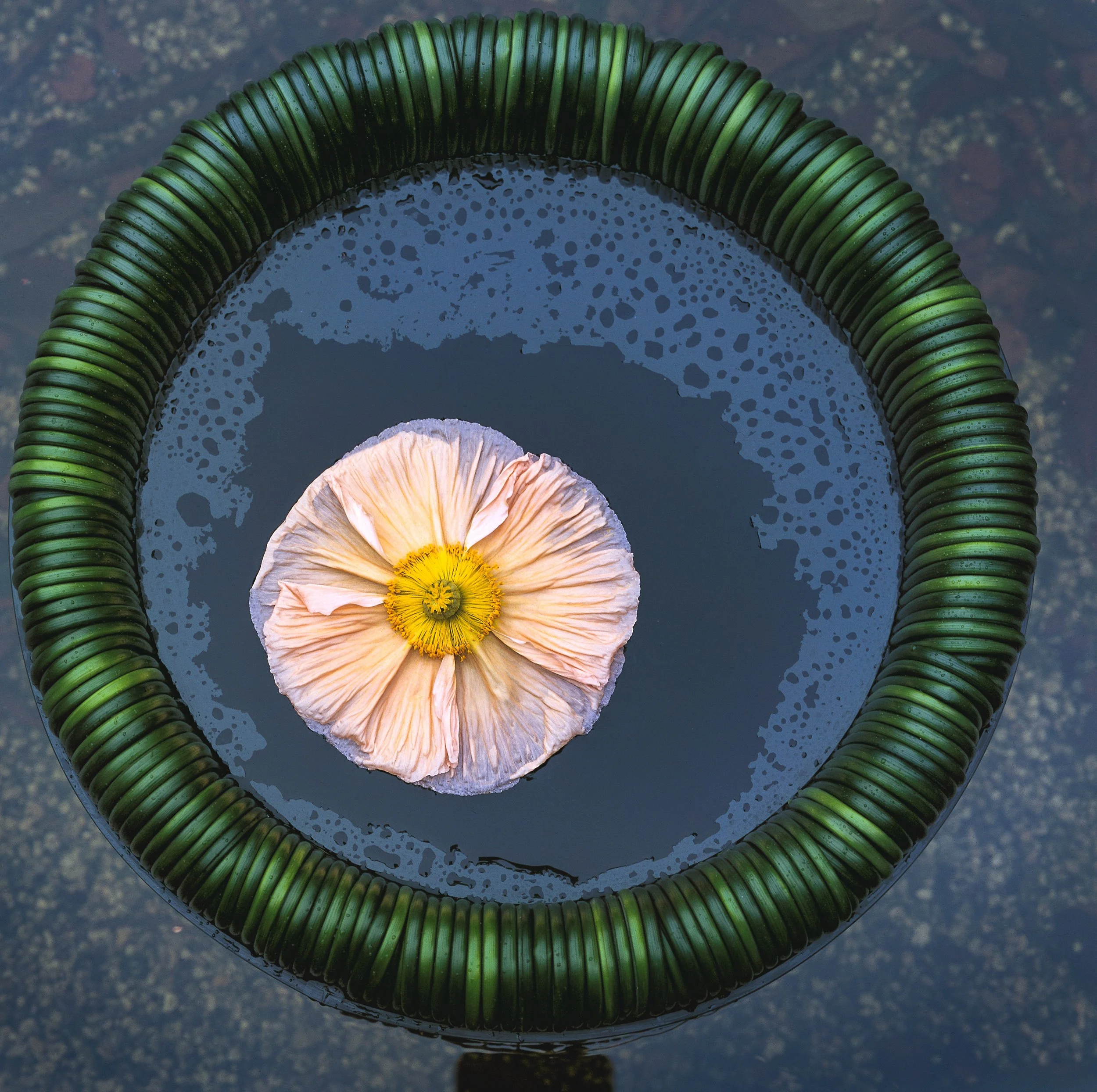 Daniel Ost floral innovation with minimalist floating flower water design.