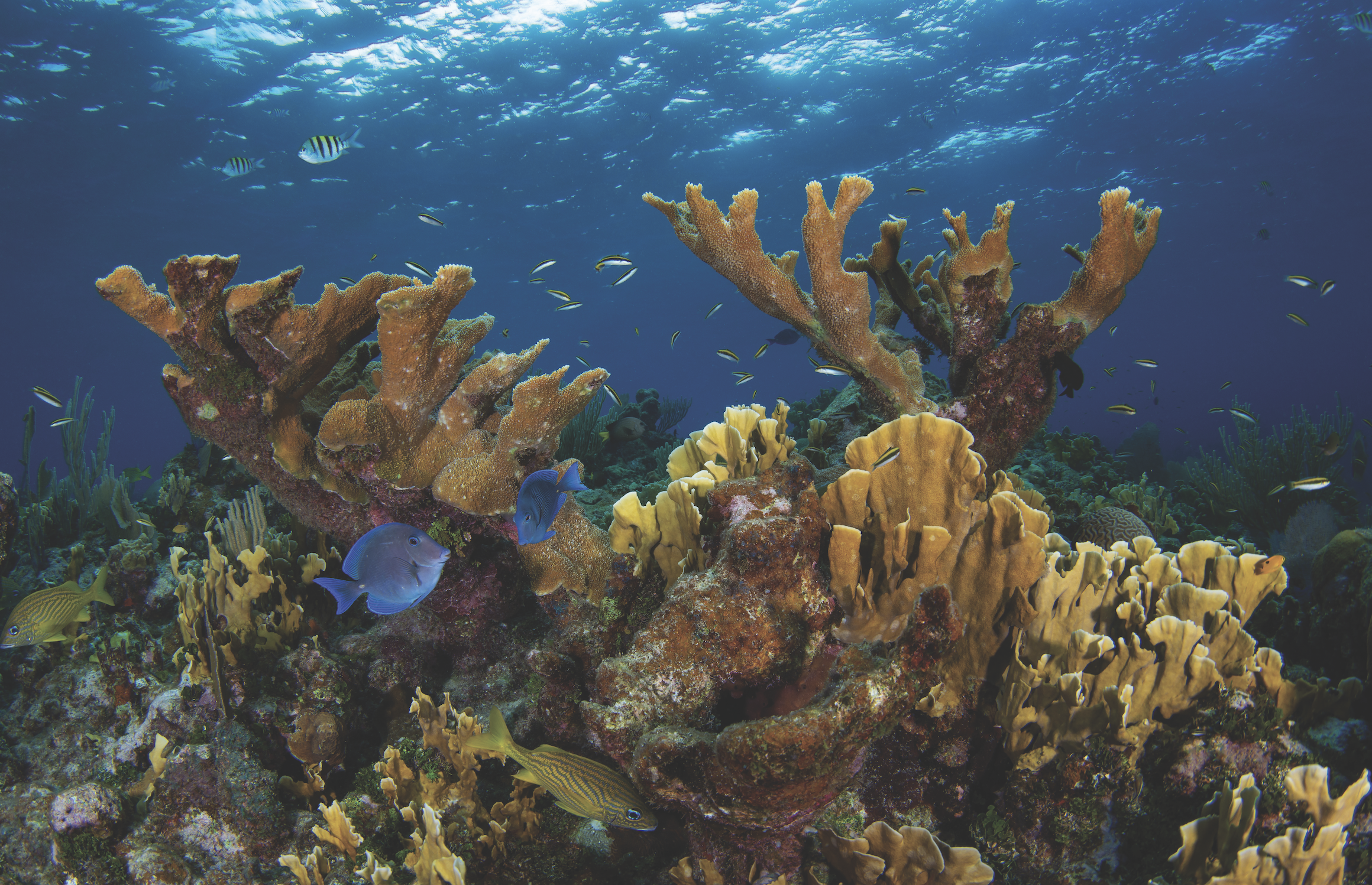Restoring the Reefs
