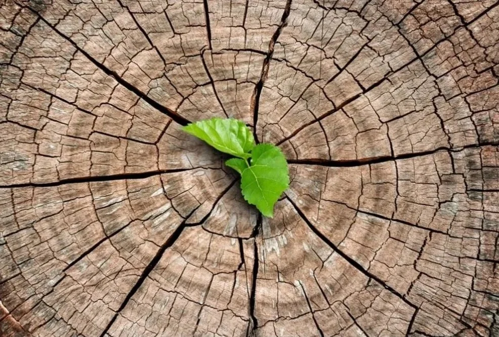 A small green plant sprouting from a crack in a weathered wooden tree stump.