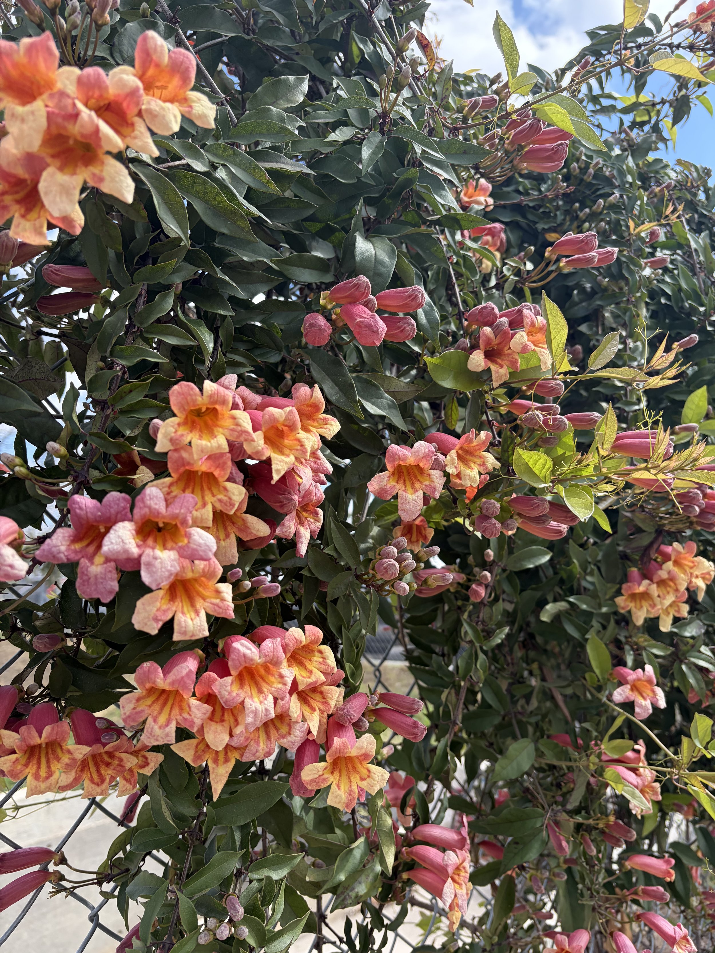 Pink and yellow trumpet-shaped flowers blooming on greenery with leaves, set against a background of a blue sky with scattered clouds.