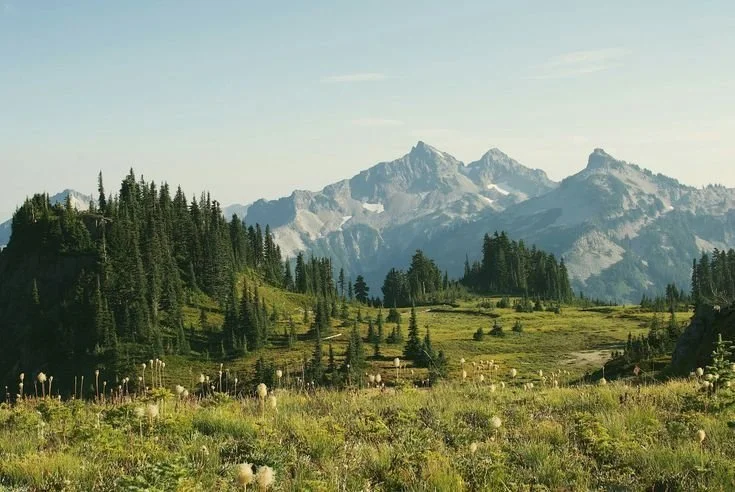 A scenic view of a lush green valley with clusters of pine trees, wildflowers, and towering snow-capped mountains in the distance under a clear sky.