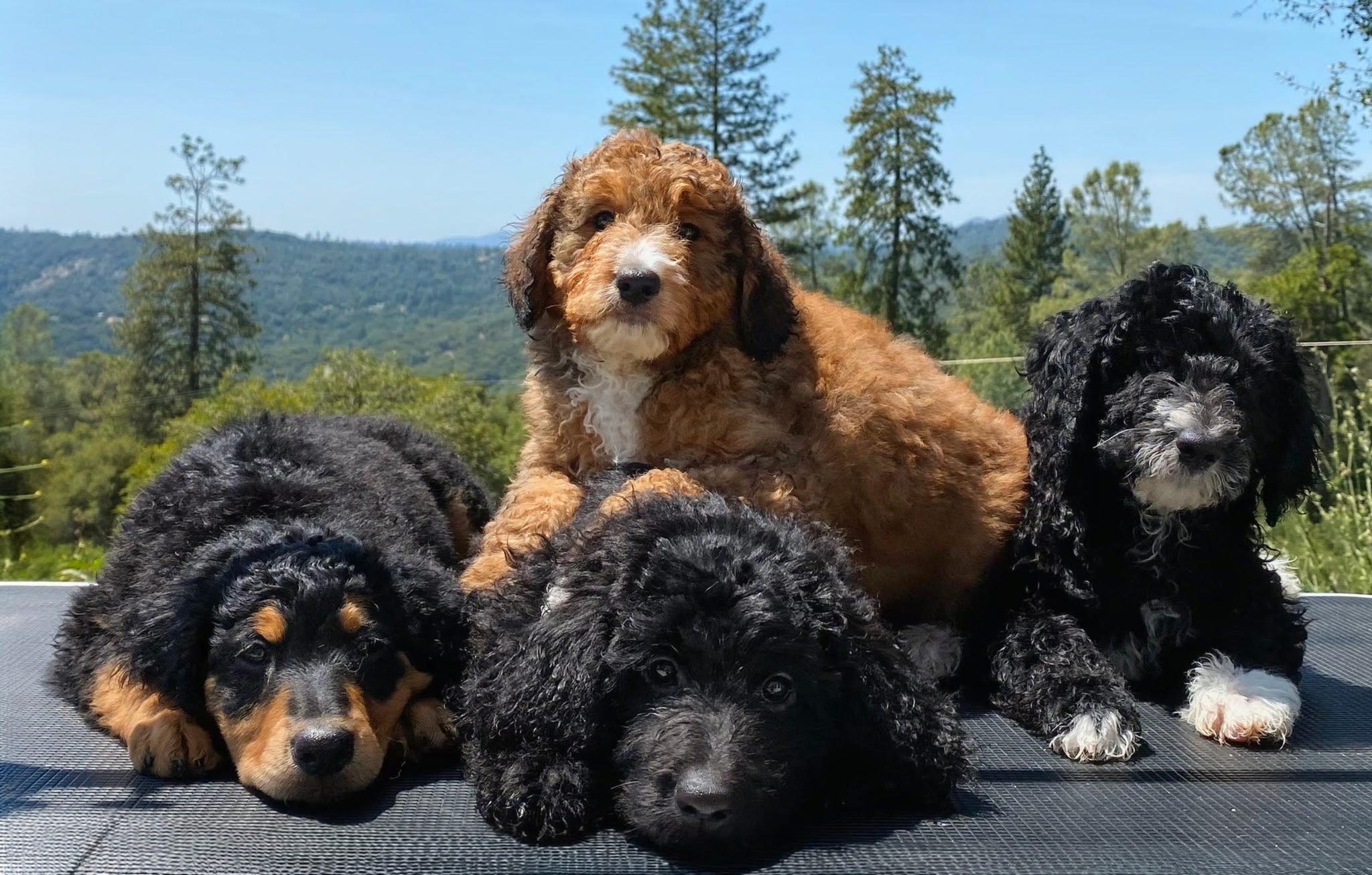 Bernedoodles Available