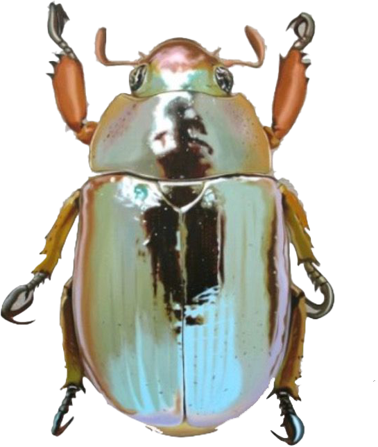Close-up of a beetle with an iridescent green and brown body, short antennae, and six legs.