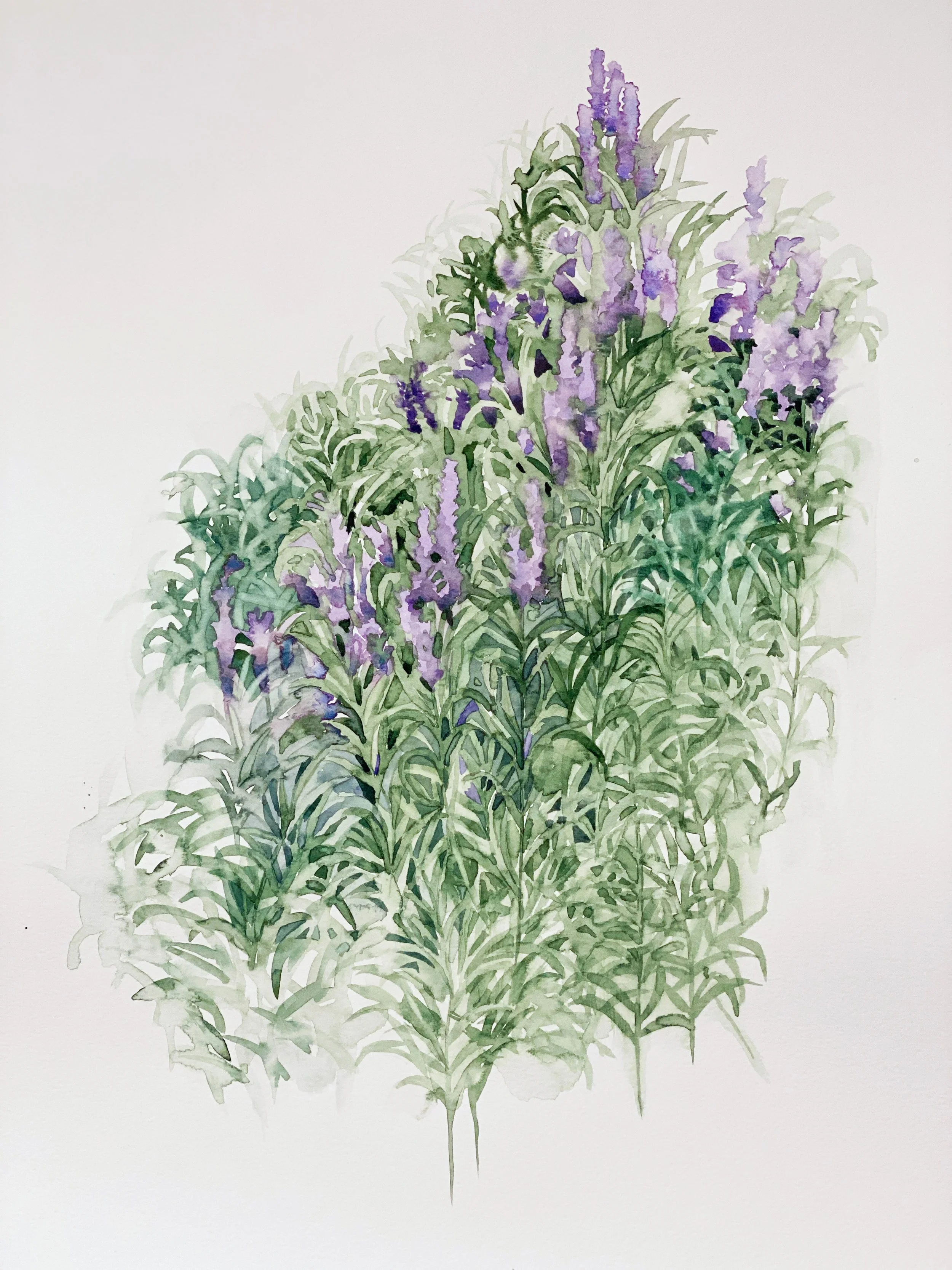 Lavender #1, 2023
Watercolor on paper