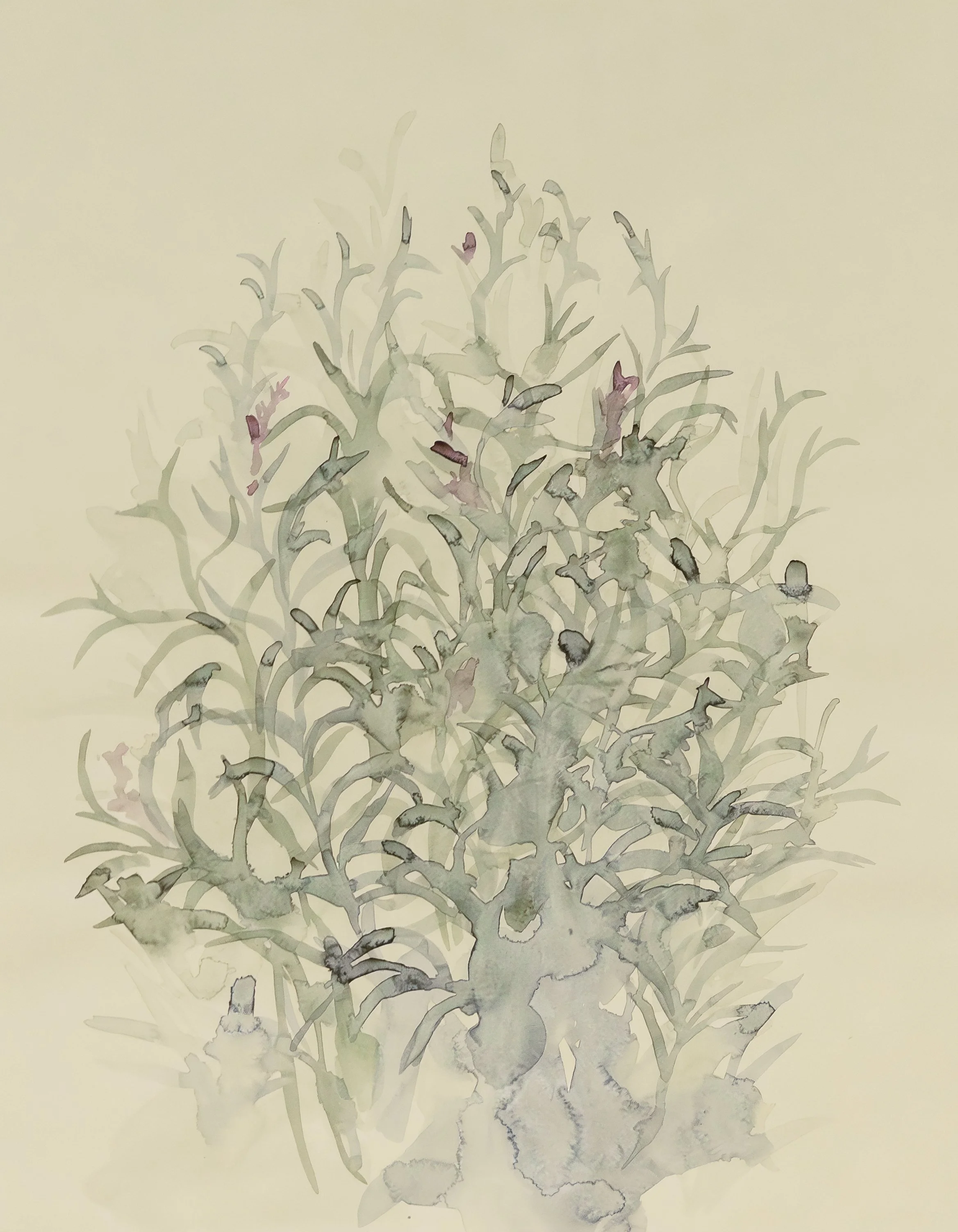 Lavender #2, 2023
Watercolor on paper