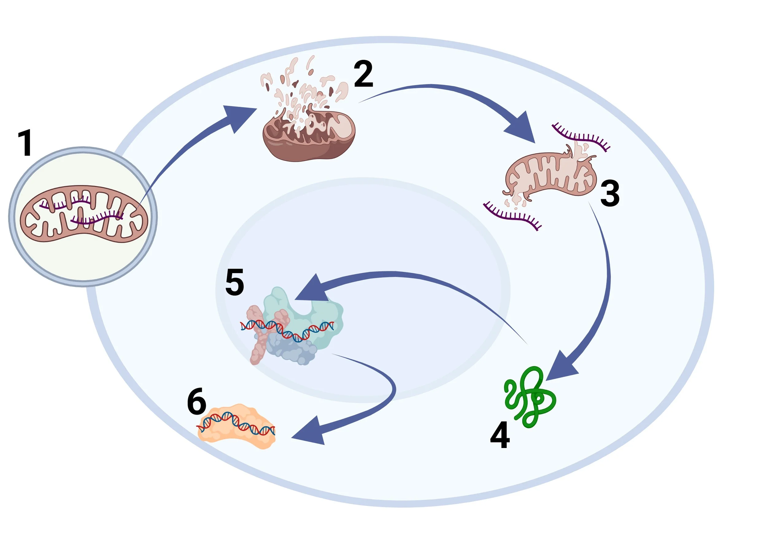 Mito Transfer Scheme.jpeg