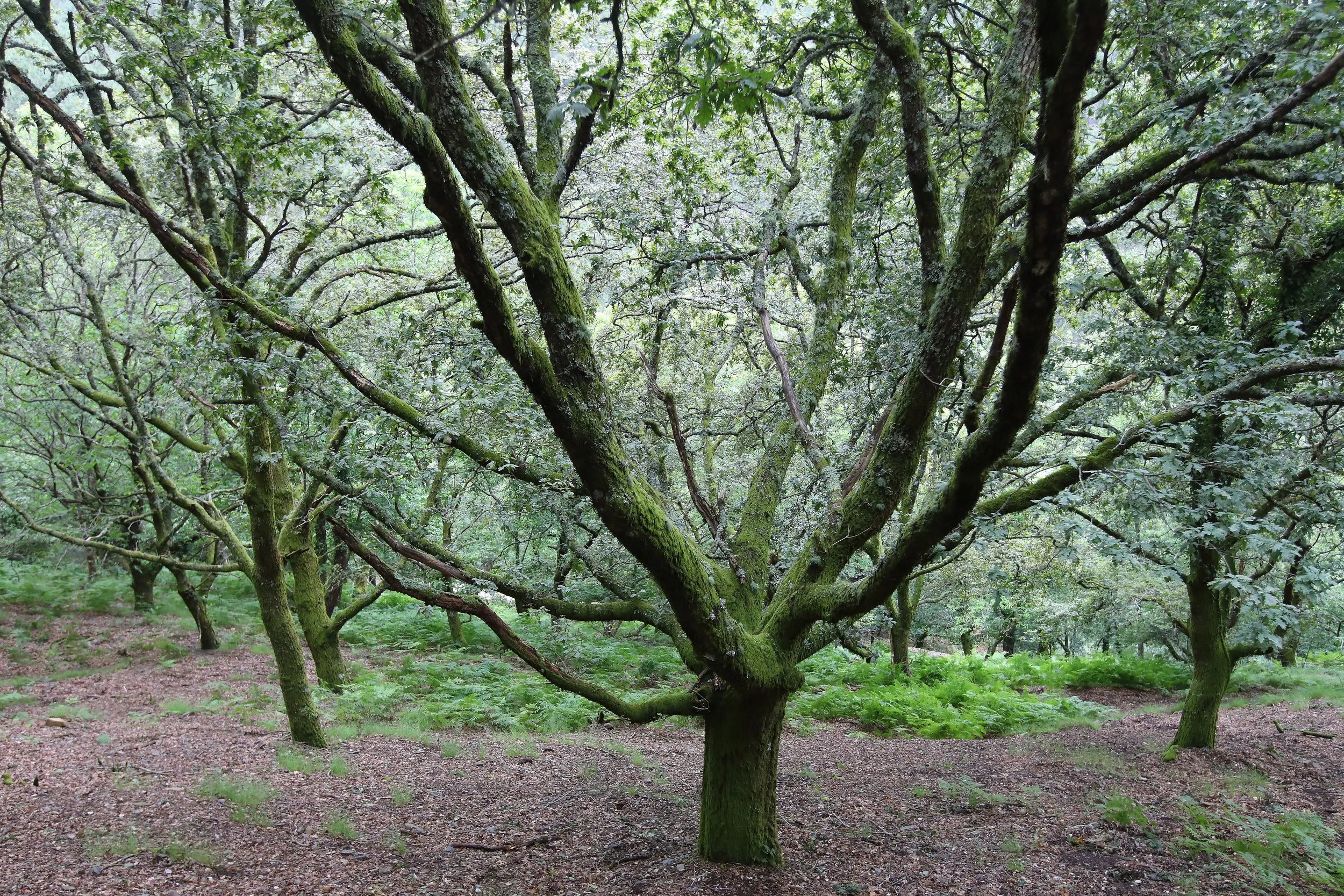 TRANSIÇÃO CLIMÁTICA - Novos modelos de valorização do capital natural