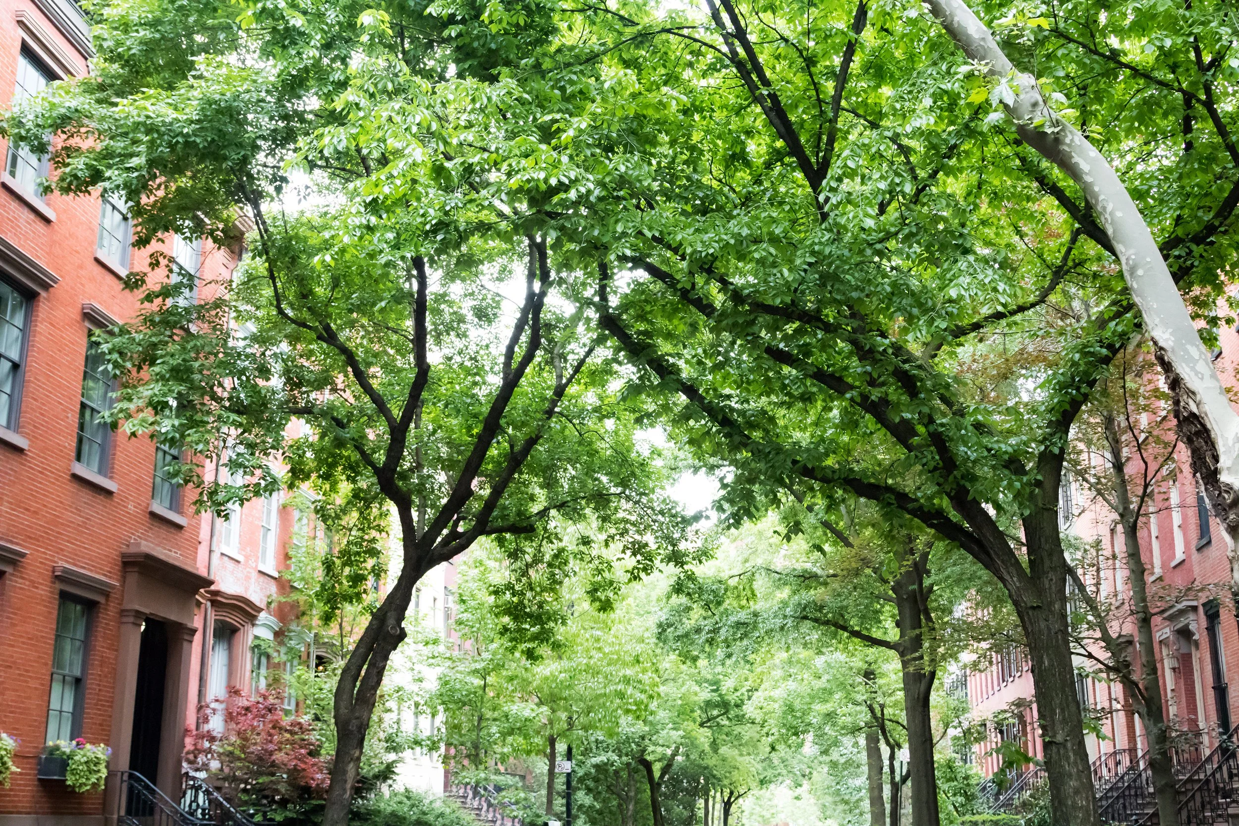 26 W 9th St, New York, NY | Greenwich Village | A street lined with brick apartments on both sides, with large green trees arching over the sidewalk, creating a canopy.