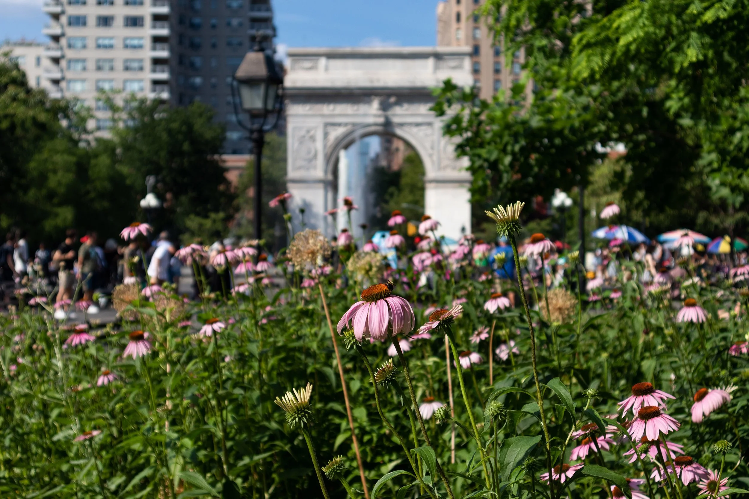 26 W 9th St, New York, NY | Greenwich Village | Pink coneflowers in a garden in front of the Washington Square Arch in New York City, with people walking and umbrellas in the background.