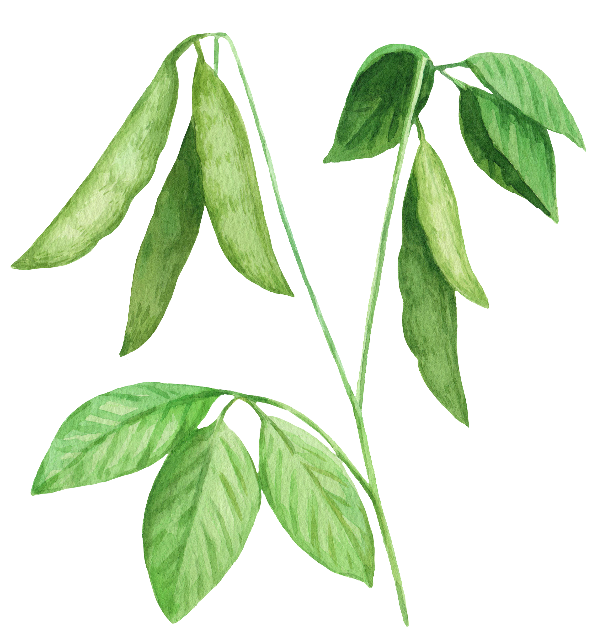 Watercolor illustration of a soybean plant