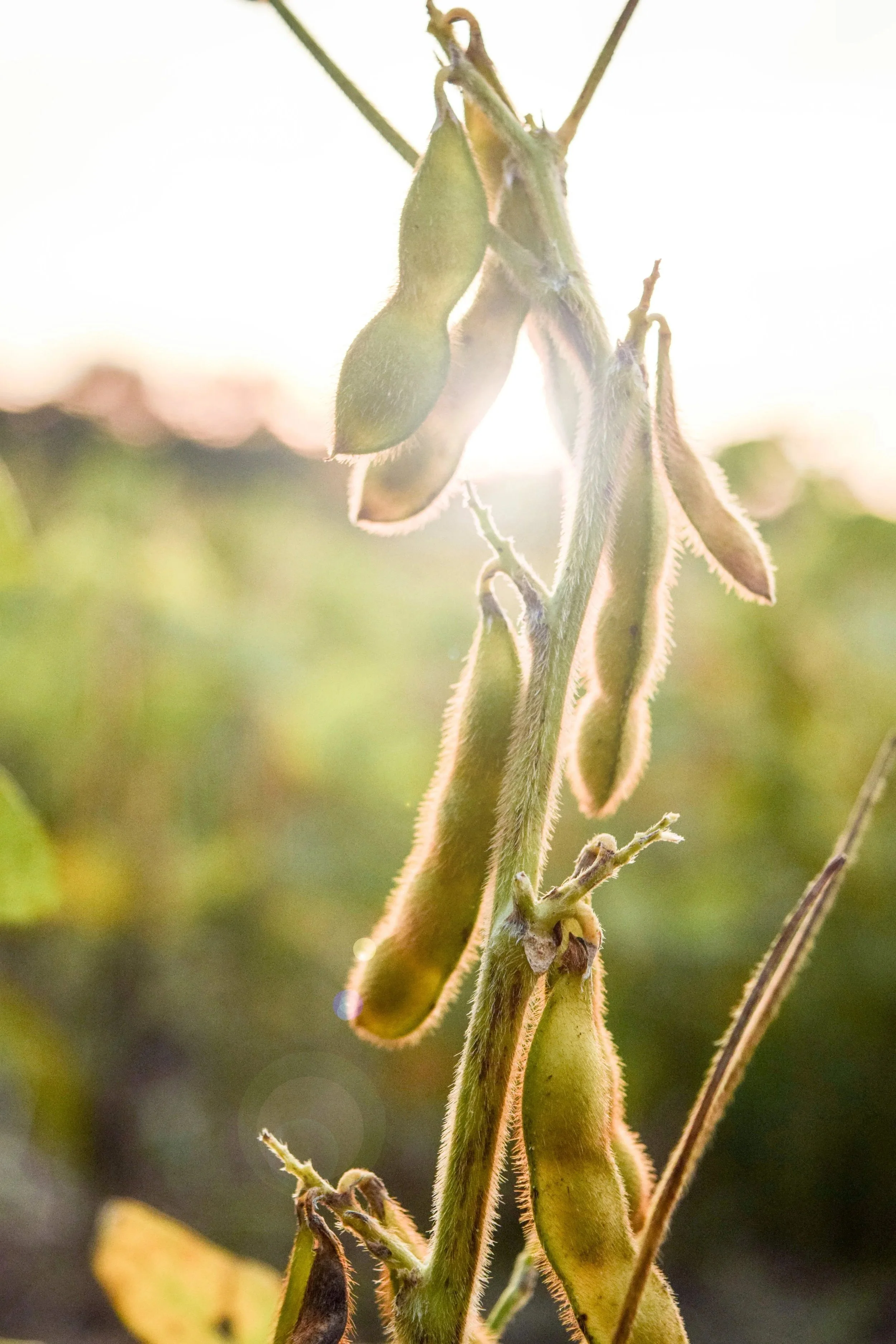 Close-up of soybean pods hanging from a plant with sunlight shining behind them.