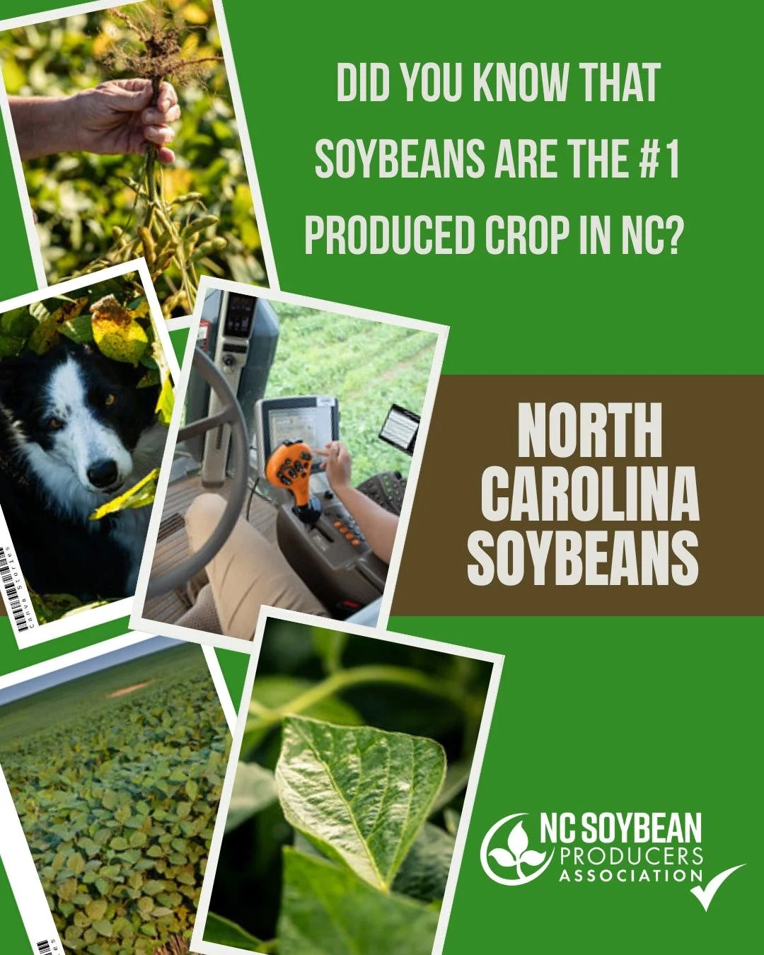 North Carolina plants around 1.6 million acres of soybeans a year, making it the largest crop produced by acreage! This mighty bean fuels our animals, engines, and economy.