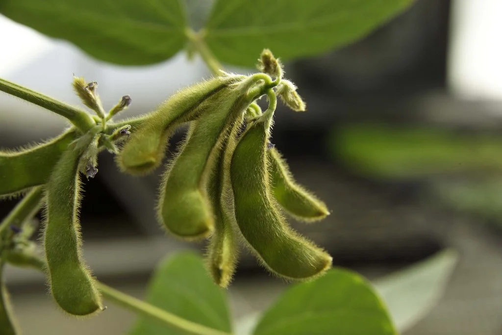 Free Checkoff Tool Shows How Soybean Quality Grows Value