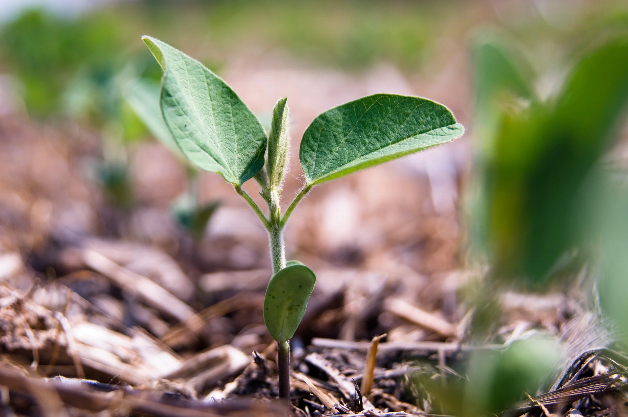 Early Emergence in Soy is a Yield Booster