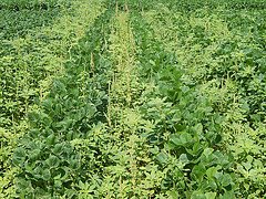 10 Steps To Take To Control Weeds This Season