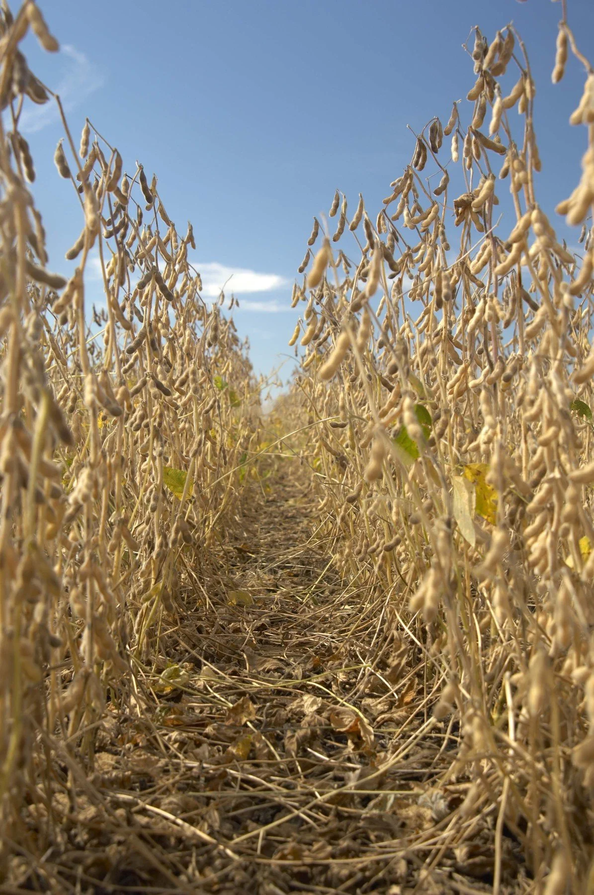 Think Narrow-rows when planting Soybeans