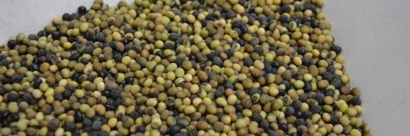 Researching Wild Soybeans To Try To Improve Yield, Composition & Pest Resistance