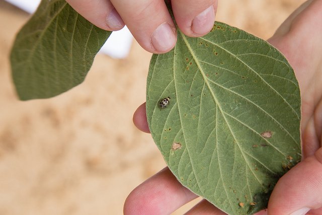 Tips For Scouting Insects