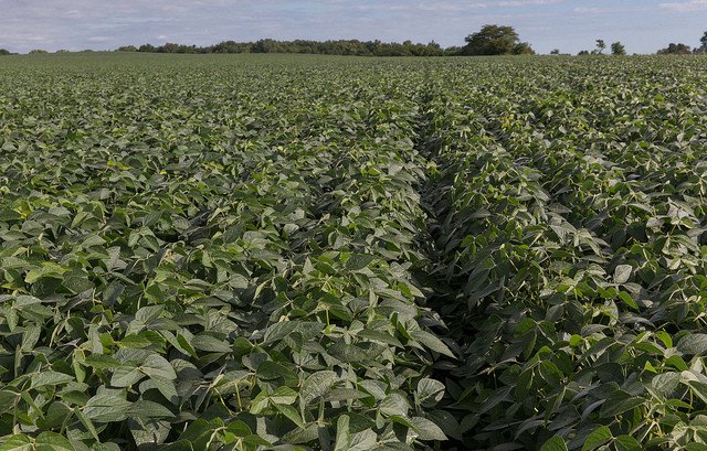 U.S. Soy Farmers & Sustainability