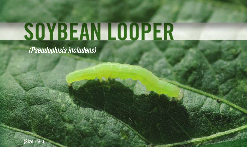 Soybean Looper Insecticide Recommendations
