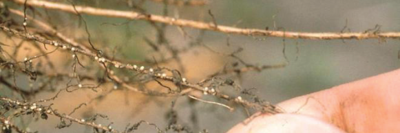 Think You May Have SCN?