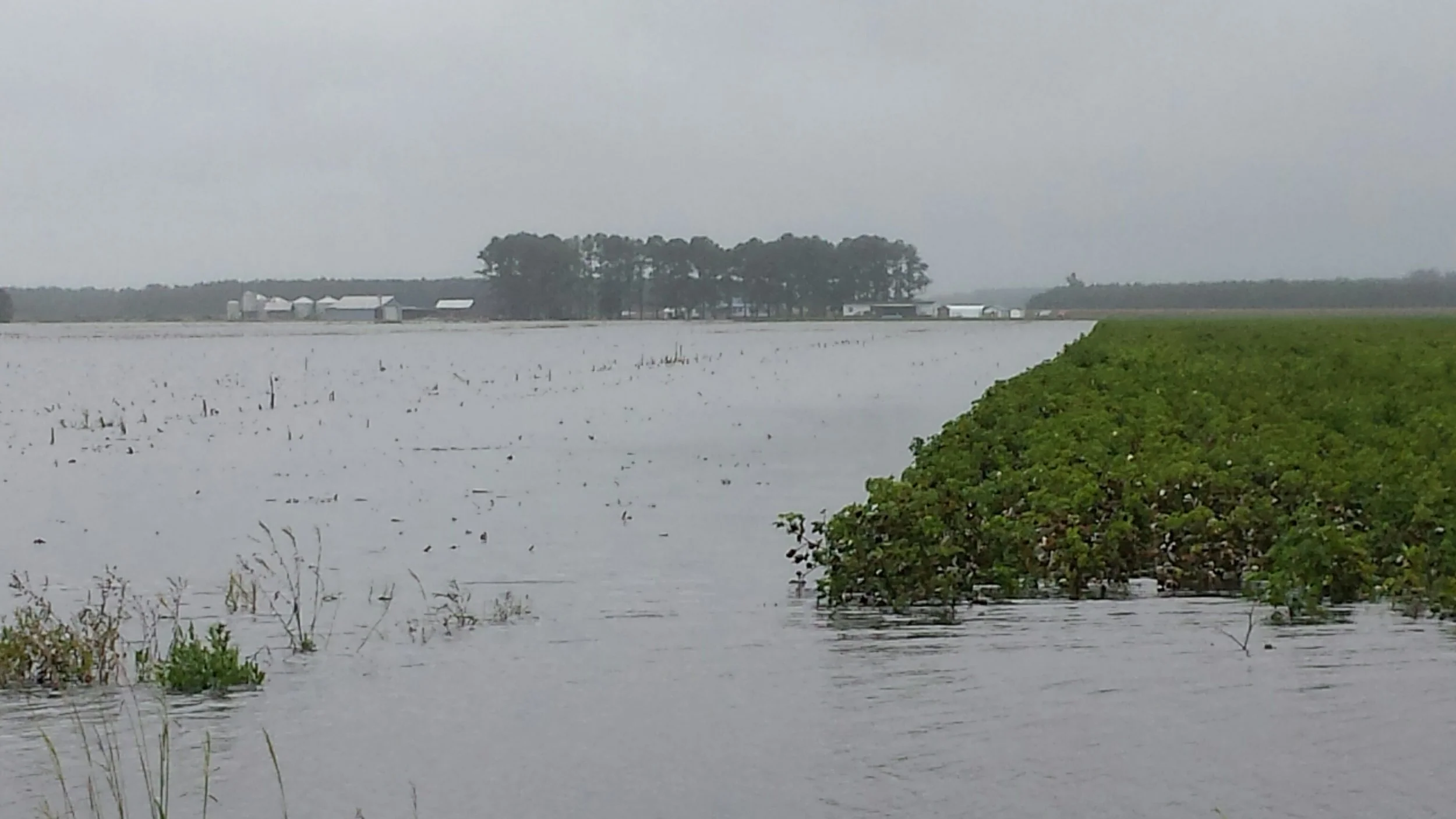Monitor Soybeans For Damage