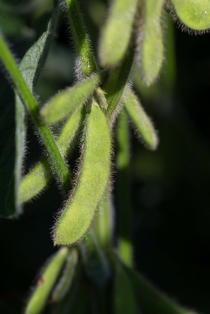 How Brazil Stacks Up In the International Soybean Market