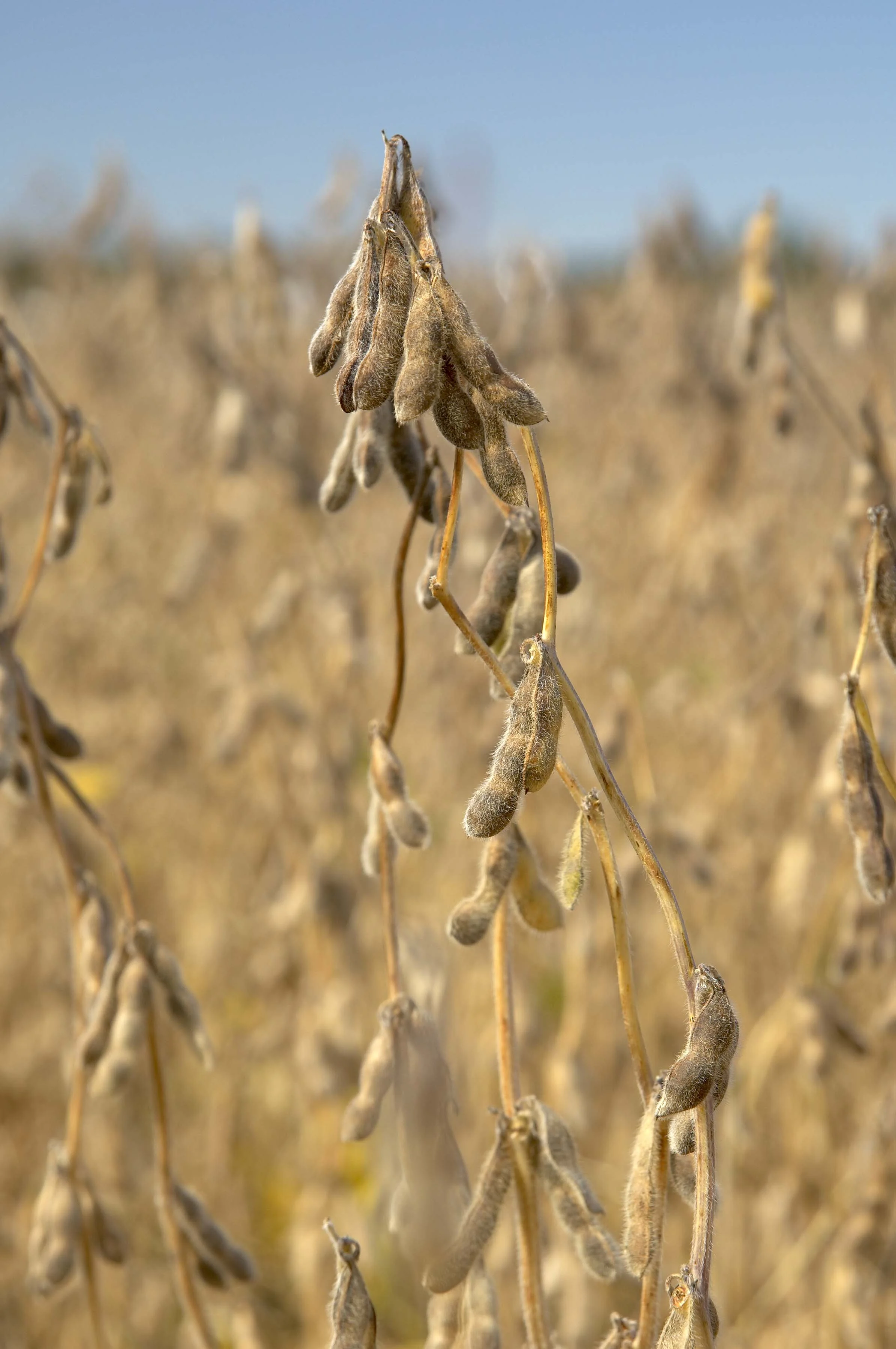 Cargill Announces New Program for Damaged Soybeans