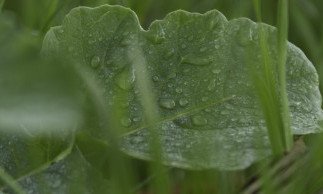The Benefits of Cover Crops