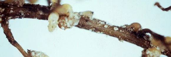 Soil Test to Keep SCN Out of Your Fields