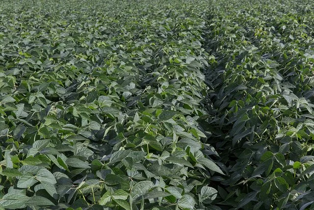 Soy Growers Most Implemented Sustainable Practice is Crop Rotation