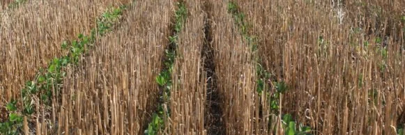 Getting the Most from Double-Crop Beans