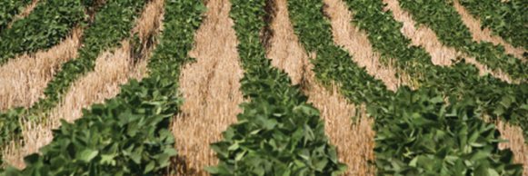 Want to Increase Yield Potential In Double Crop Beans?