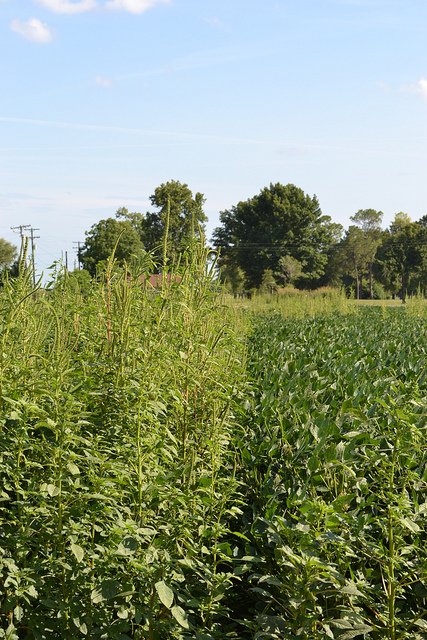 Management Practices to Combat Resistant Weeds