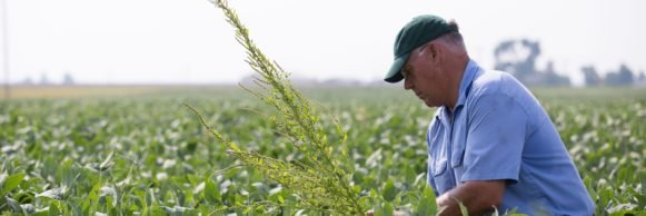 Tips for Weed Management