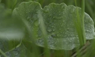 Benefits of Cover Crops
