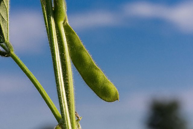 2017 Double-Crop Insurance Changes