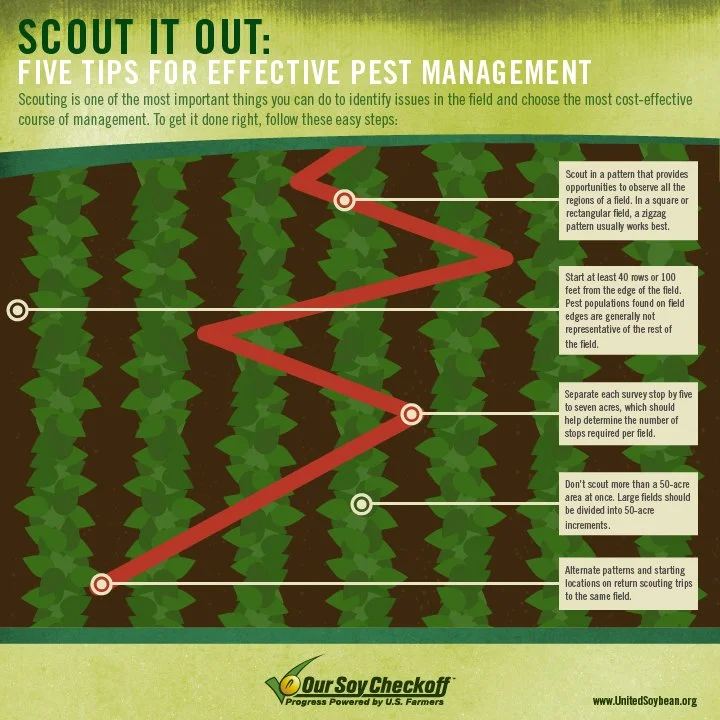 Scouting For Effective Pest Management