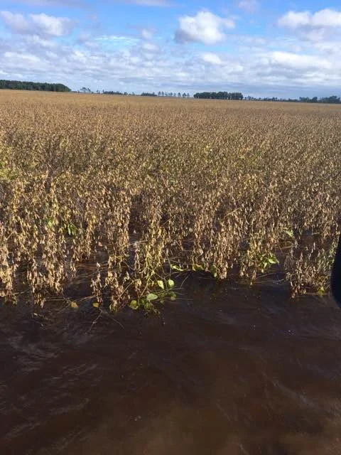 How Will Grain Dealers Treat Flooded Grain?