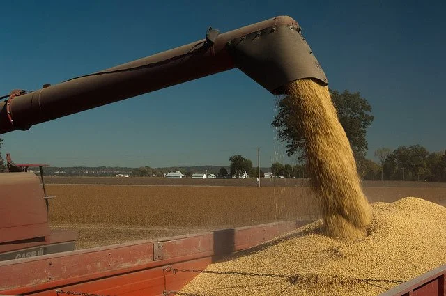 Preparing to Improve Yield and Profitability After Harvest