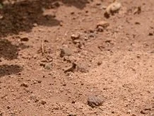 Choosing the Right Lime