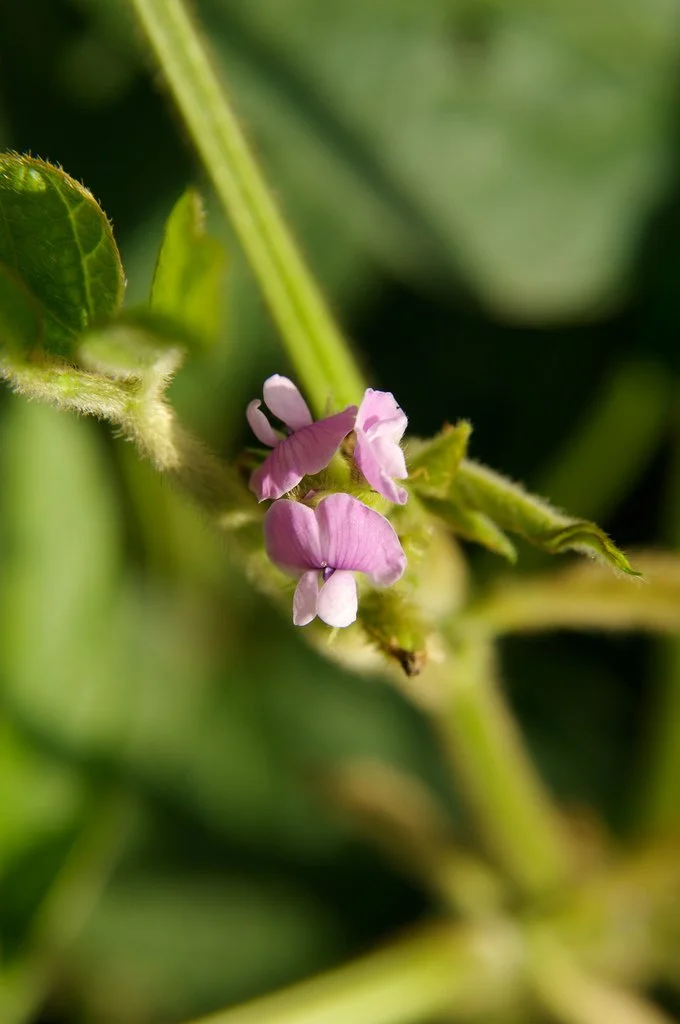 Sustainability Guide