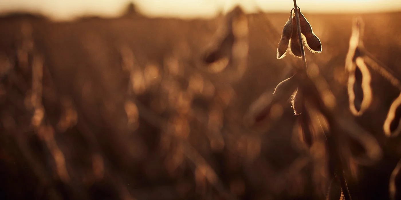 Estimating Soybean Yields