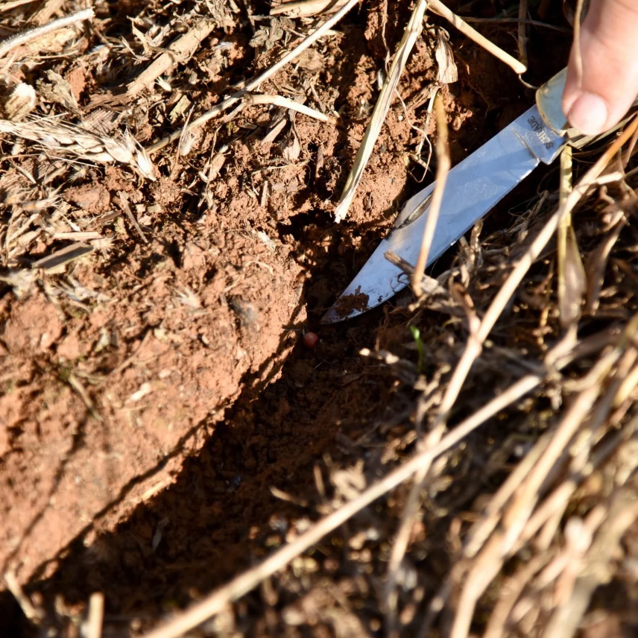 Does Early Planting Justify a Seed Treatment?