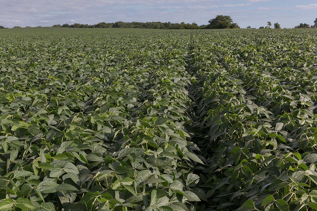 What One Soy Customer Looks for in Sustainability